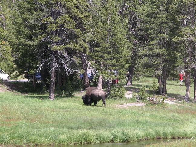 images/G-Watching Bison , returning from Mammoth (4).jpg